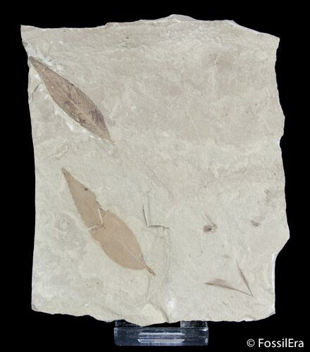 Two Fossil Willow Leafs - Green River Formation #3105